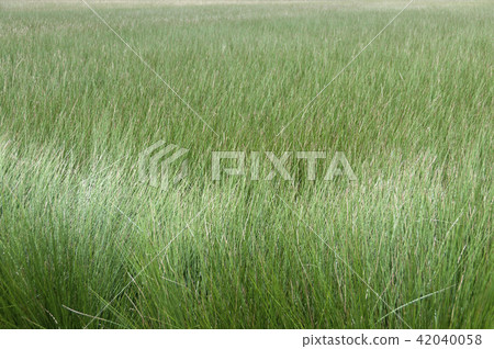 Beag（草）領域 42040058