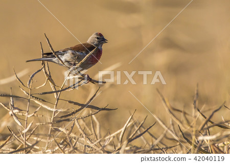 Common linnet (Carduelis cannabina) Common linnet (Carduelis cannabina) 42040119
