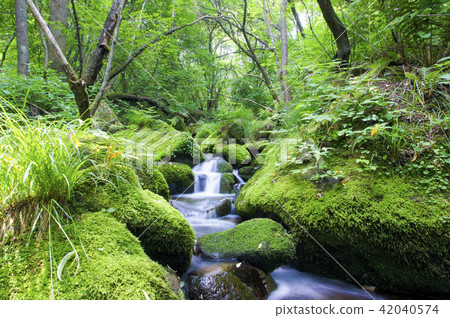 Gangwon-do Yeongwol Sangdong Moss Valley 42040574