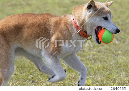 Shiba Inu with a ball 42040665