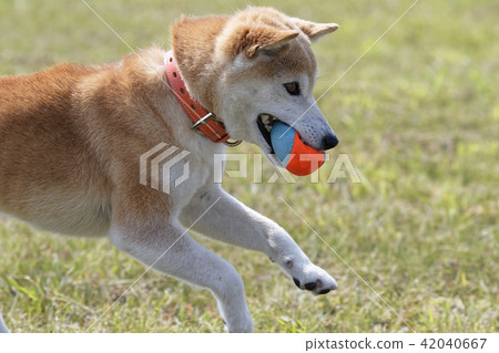 Shiba Inu with a ball 42040667