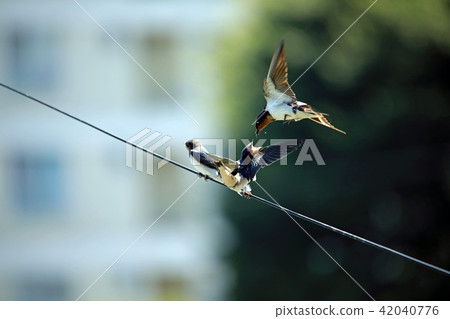 Swallow's raising children 22 Swallow's raising children 22 42040776