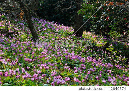 Yoshii Town Kogushi村Katakuri no Sato Yoshii Town Kogushi村Katakuri no Sato 42040874