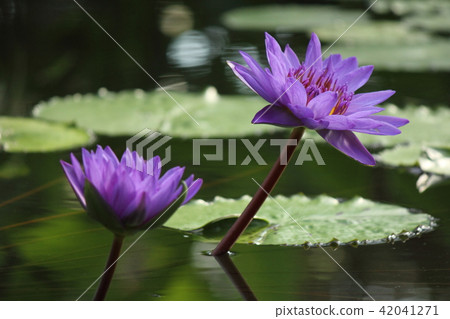 Tropical water lily (Kobe Animal Kingdom) Tropical water lily (Kobe Animal Kingdom) 42041271