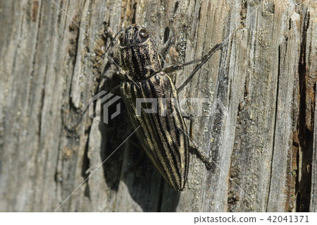 生物昆蟲Ubatamamushi，它是一個深藍色的身體，看起來像死樹的皮膚 42041371