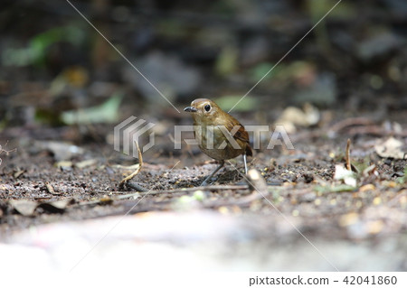 Himekobane hitaki 42041860