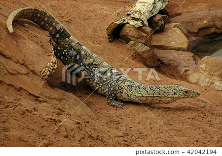 Lumphead Perestent Australia 42042194