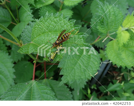 Futamon Asaki Futamon Asaki 42042253