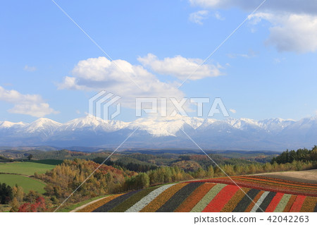 Biei Hokkaido Hill四季綾 42042263