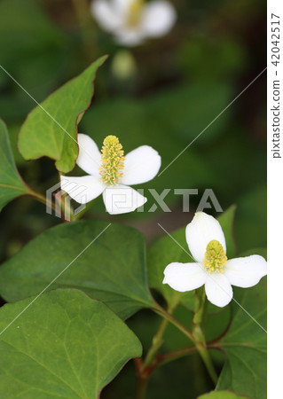 Dokudami flower Dokudami flower 42042517