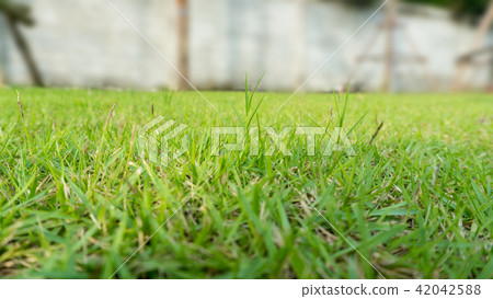 green grass lawn court in the garden view 42042588