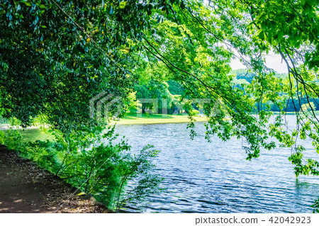 Fresh green of Iku Lake Fresh green of Iku Lake 42042923