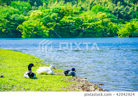 Ichiroko和一隻鳥 42042924