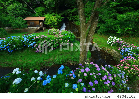 Iwate prefecture Kitakami-shi hydrangea and water mill Iwate prefecture Kitakami-shi hydrangea and water mill 42043102