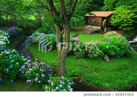 Iwate prefecture Kitakami-shi hydrangea and water mill Iwate prefecture Kitakami-shi hydrangea and water mill 42043103