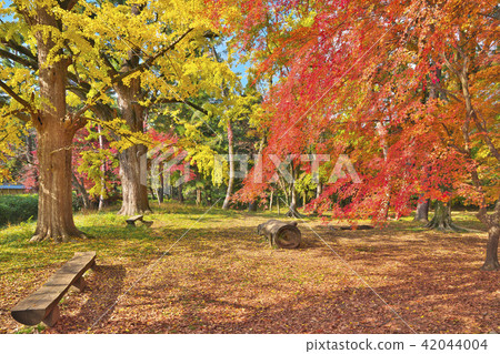 京都Gyoen在Kinu秋天 42044004