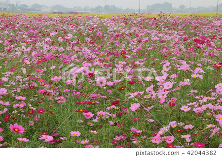 Yoshimi Town Cosmos Field Stock Photo 4443