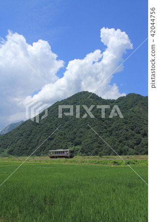 夏天的大葉子 42044756