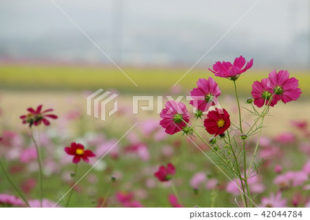 Yoshimi Town Cosmos Field 42044784