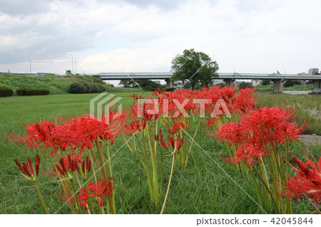 A cluster amaryllis that blooms in Iruma river A cluster amaryllis that blooms in Iruma river 42045844