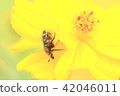 Yellow cosmos flowers and insects 42046011