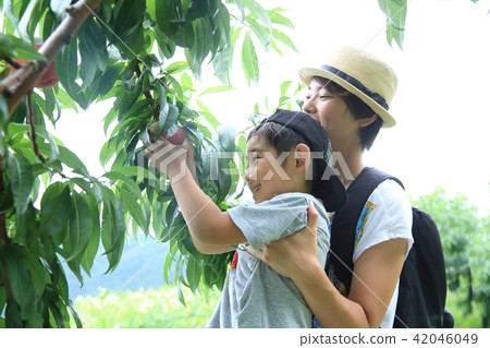 父母享受桃子狩獵 42046049