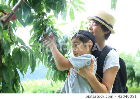 Parents enjoying peach hunting Parents enjoying peach hunting 42046051