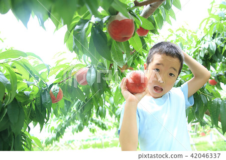 Child enjoying peach hunting Child enjoying peach hunting 42046337