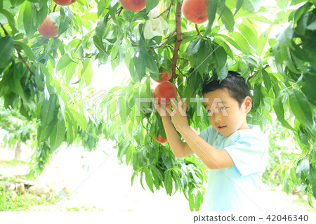 Child enjoying peach hunting 42046340