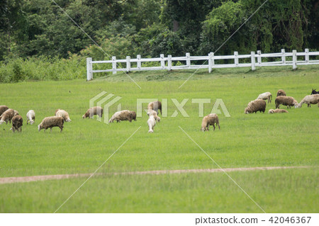 sheep in farm with green field sheep in farm with green field 42046367