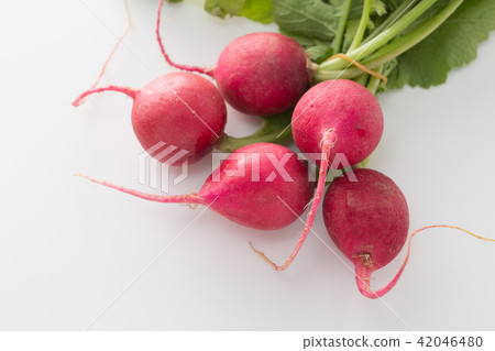 蘿蔔 蘿蔔 42046480