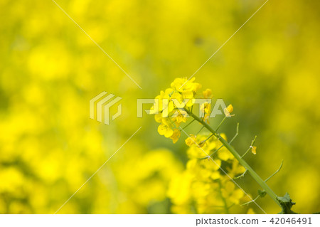 強姦開花 強姦開花 42046491