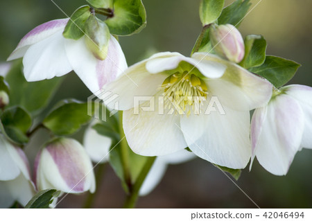 聖誕節玫瑰 聖誕節玫瑰 42046494