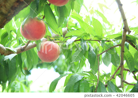 桃樹 42046605