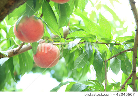 桃樹 42046607