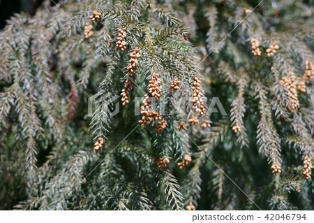 Cedar Flower Bud Calla Luis 'live for you' Cedar Flower Bud Calla Luis 'live for you' 42046794