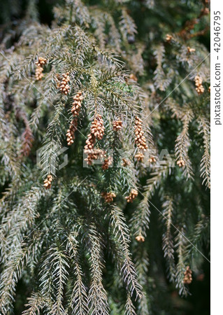 Cedar Flower Bud Calla Luis 'live for you' 42046795