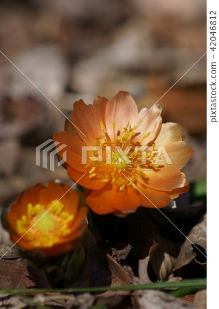 紅Fukushigusa秩父紅 紅Fukushigusa秩父紅 42046812