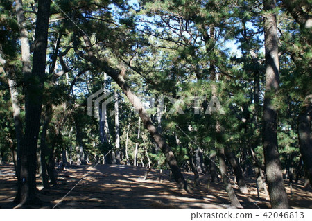 Kuromatsu pine tree forest language is "longevity longevity" 42046813