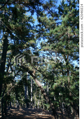 Kuromatsu松樹森林語是“長壽長壽” 42046814