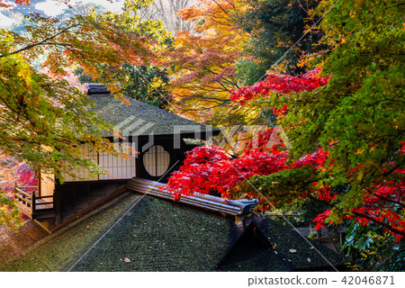 橫濱產經花園禮堂和秋葉 橫濱產經花園禮堂和秋葉 42046871