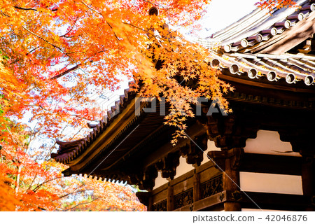 橫濱Sankei庭院古廟廢墟寺廟Kurodo秋葉 橫濱Sankei庭院古廟廢墟寺廟Kurodo秋葉 42046876