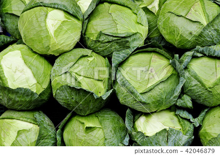 cabbage cabbage 42046879