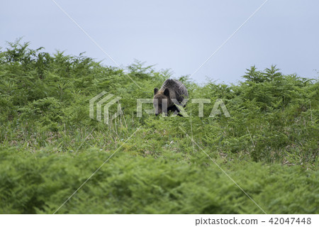 知床半島,野生棕熊 知床半島,野生棕熊 42047448