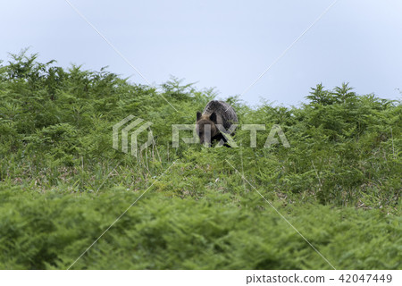 知床半島,野生棕熊 知床半島,野生棕熊 42047449
