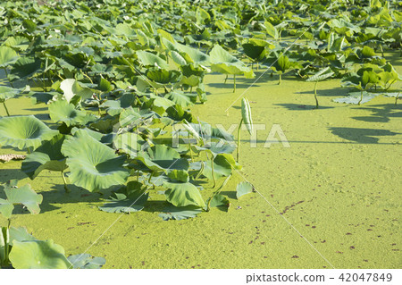 蓮花場 42047849