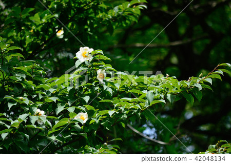 在森林裡[夏季山茶花的大樹] 42048134