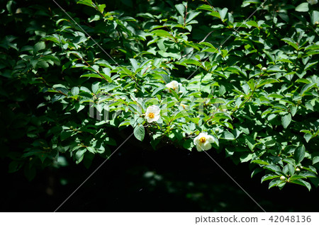 In the forest [large tree of summer camellia] 42048136