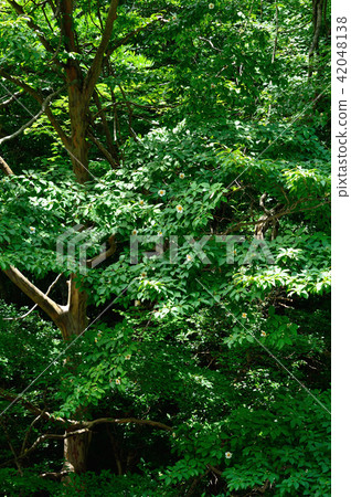 在森林裡[夏季山茶花的大樹] 42048138