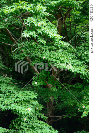 In the forest [large tree of summer camellia] 42048139